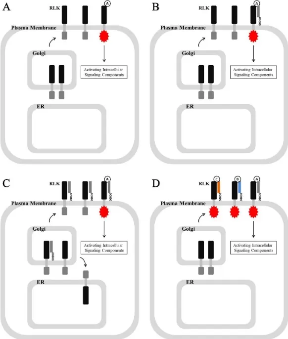 Diagram of receptor-like-kinase pathways in Arabidopsis showing GPI-anchored proteins at the plasma membrane–cell wall interface mediating signal perception and growth responses.